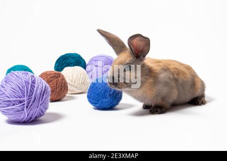 Schöne kleine flauschige Kaninchen vor dem Hintergrund aus weichem Wollgarn, Verwicklungen und Fäden aus Strickgarn. Stockfoto