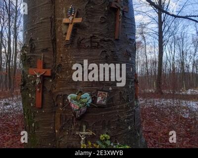 Viele Kreuze auf einem alten großen Baum im Wald Stockfoto