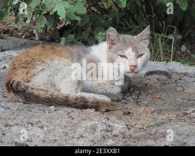 Eine obdachlose Katze mit einer rotzigen Nase wund Augen und Schmutziges Fell liegt auf dem felsigen Asphalt Stockfoto