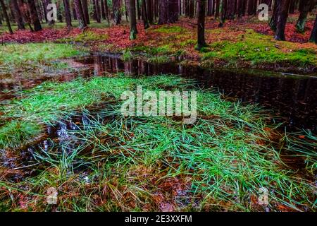 Frisches grünes Gras in einem kleinen Teich im Wald Beim Wandern im Winter Stockfoto