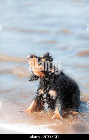 Schwarzer Hund englisch Cocker Spaniel schüttelt Wasser spritzt nach Schwimmen Sie im See Stockfoto