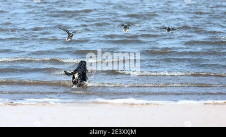 Schwarz englisch Cocker Spaniel Hund im Wasser Jagd wilden Enten Stockfoto