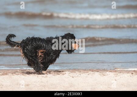 Schwarzer englischer Cocker Spaniel läuft schnell und springt auf Sand an der Küste. Aktiver Hund in der Natur. Stockfoto