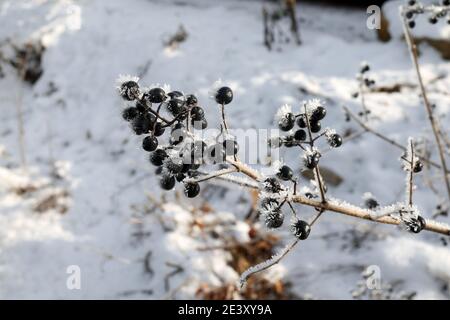 Schwarze Beeren sind in der Kälte mit Frost bedeckt. Stockfoto