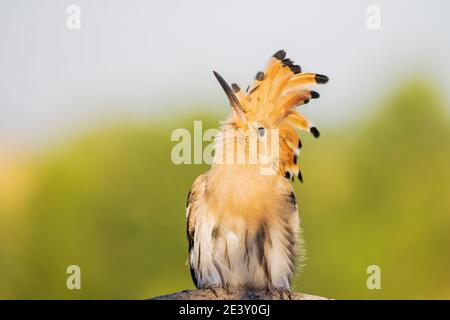 Lustige Vogel mit einem tufted Blick nach oben Stockfoto