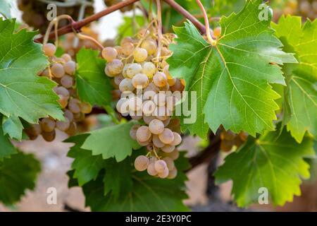Nahaufnahme der weißen Bio-Traube, die auf dem Weinstock hängt, bereit für die Ernte. Stockfoto