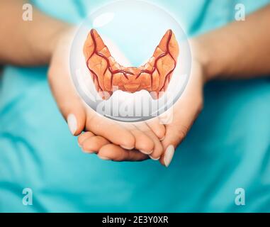 Endokrinologe mit einem virtuellen Schilddrüsenmodell. Behandlungskonzept für endokrine Autoimmunerkrankungen Stockfoto