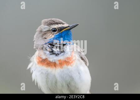 Nahaufnahme des Bluethroat-Männchens (Luscinia svecica) Stockfoto