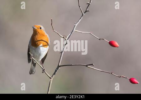 Rotkehlchen unter den Rosenbeeren des Hundes (Erithacus rubecula) Stockfoto