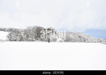 Borders Region .Schottland. 21. Januar 21 Storm Christophe brachte über Nacht Schnee an die Scottish Borders Pic zeigt schneebedeckte Bäume Eddleston Village . Kredit: eric mccowat/Alamy Live Nachrichten Stockfoto