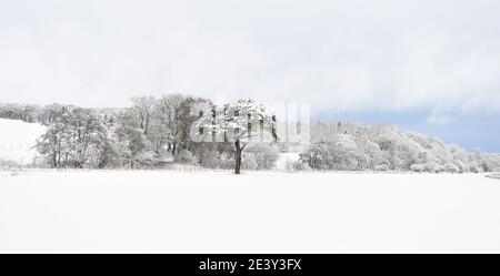 Borders Region .Schottland. 21. Januar 21 Storm Christophe brachte über Nacht Schnee an die Scottish Borders Pic zeigt schneebedeckte Bäume Eddleston Village . Kredit: eric mccowat/Alamy Live Nachrichten Stockfoto