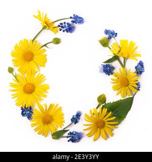 Blumenzusammensetzung. Runder Rahmen aus gelben und blauen Blüten, Eukalyptuszweige auf weißem Hintergrund. Flach liegend, Draufsicht, Kopierbereich. Stockfoto