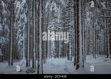 frostige Winterlandschaft im verschneiten Wald Stockfoto