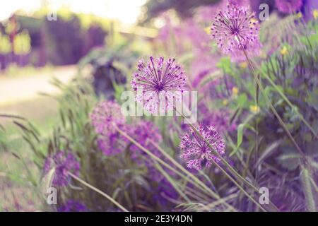 Wilder Lauch wächst im Sommergarten. Runde Blumen mit Samen auf ländliche Straße Hintergrund Stockfoto