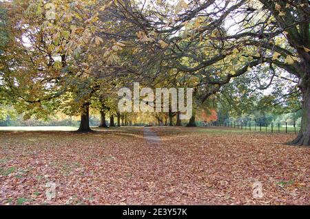 Blick auf Abington Park Northampton Herbstfarbe erstaunliche Schönheit wunderschön bedeckt mit Blättern Blendtönen Blüten Braun Pfad bedeckte Zweige Stockfoto