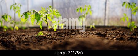 Junge Tomatensämlinge, die im Boden im Gewächshaus wachsen Stockfoto