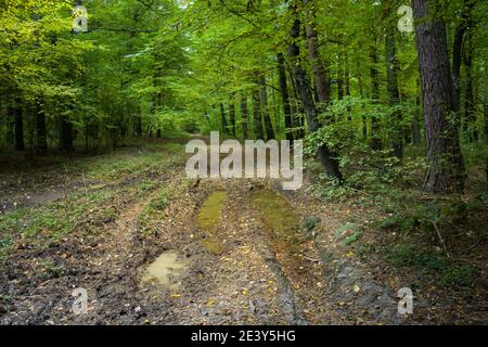 Pfützen auf der Straße im grünen Wald, Oktober-Ansicht Stockfoto