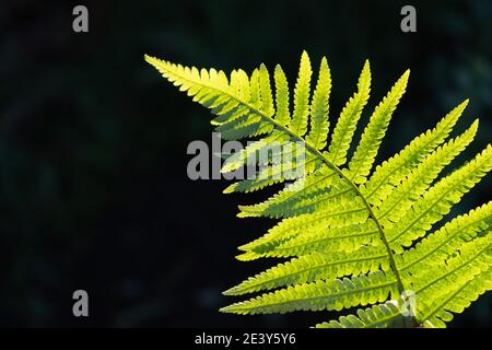 Grünes schönes Blatt, hinterleuchtet durch Sonnenlicht auf dunklem Hintergrund Stockfoto