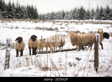 Eaglesham Moor, Schottland, Großbritannien. Januar 2021. Im Bild: Schafe versuchen und grasen im schneebedeckten Feld. Schottland wurde mit mehr Schneefall über Nacht getroffen, als Sturm Christoph legt ein paar Zentimeter mehr nassen Schnee in Zentral-Schottland. Mehr Schnee, starke Winde und Eis werden vom Met Office prognostiziert, wobei einige frontale Systeme aus dem Osten hereinkommen. Quelle: Colin Fisher/Alamy Live News Stockfoto