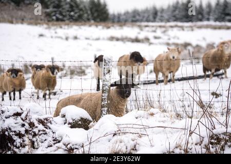 Eaglesham Moor, Schottland, Großbritannien. Januar 2021. Im Bild: Schafe versuchen und grasen im schneebedeckten Feld. Schottland wurde mit mehr Schneefall über Nacht getroffen, als Sturm Christoph legt ein paar Zentimeter mehr nassen Schnee in Zentral-Schottland. Mehr Schnee, starke Winde und Eis werden vom Met Office prognostiziert, wobei einige frontale Systeme aus dem Osten hereinkommen. Quelle: Colin Fisher/Alamy Live News Stockfoto