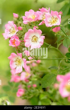 Heritage Rose, wandernde Rose, Rose Kew Rambler, Rosa Kew Rambler Stockfoto