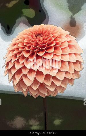Around the UK - Poster-Effekt zu einer Dahlia-Blume hinzugefügt. Stockfoto