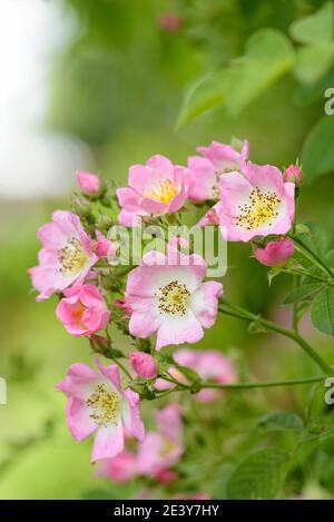 Heritage Rose, wandernde Rose, Rose Kew Rambler, Rosa Kew Rambler Stockfoto