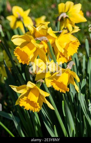 Narzissen (Narzisse) eine frühlingshafte gelbe Blumenzwiebelpflanze, die im Freien in einem öffentlichen Park während der Frühjahrssaison wächst, Stock Foto Bild Stockfoto