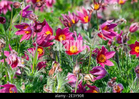 Pulsatilla vulgaris 'Rubra' ein Frühling mehrjährige rote blühende Pflanze allgemein bekannt als pasque Blume, Stock Foto Bild Stockfoto