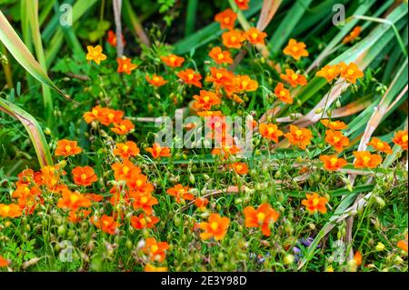 Helianthemum 'John Lanyon' eine orangefarbene rote krautige Sommerblüte im Frühling, die allgemein als Steinrose bekannt ist, Stock Foto Bild Stockfoto