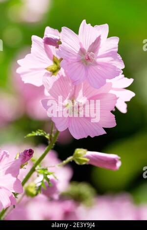 Blassrosa untertasse-förmige Blüten von Malva moschata oder Moschus Malve Stockfoto