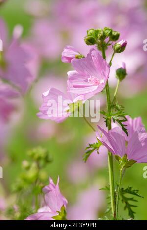 Blassrosa untertasse-förmige Blüten von Malva moschata oder Moschus Malve Stockfoto