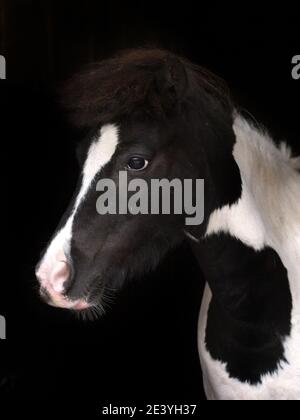 Eine Kopfaufnahme eines schwarz-weißen Ponys mit einem Wandauge. Stockfoto