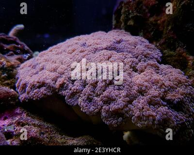 Euphyllia cristata - verzweigte Trauben LPS Koralle Stockfoto