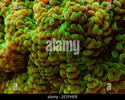 Euphyllia cristata - verzweigte Trauben LPS Koralle Stockfoto