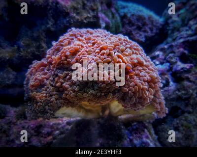 Euphyllia cristata - verzweigte Trauben LPS Koralle Stockfoto