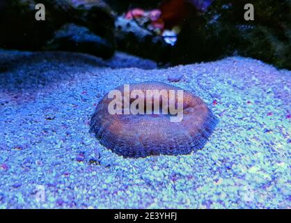 Hirnkoralle, Lobophyllie - (Lobophyllie hemprichii) Stockfoto