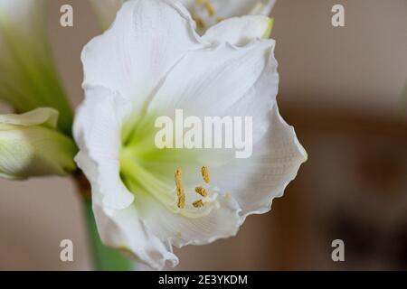 Die weiße Blume eines Hippeastrum - häufig und ungenau, genannt Amaryllis Stockfoto