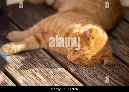 Ginger Straßenkatze schläft auf einer Holzbank in der Sonne. Stockfoto