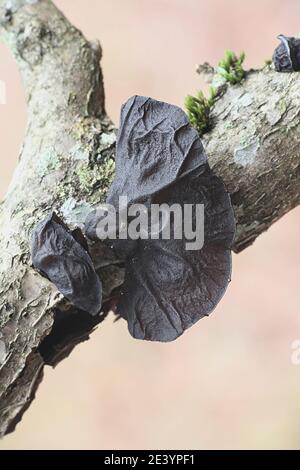 Exidia glandulosa, bekannt als Schwarze Hexenbutter oder Gelee-Tropfen, wilder Pilz aus Finnland Stockfoto