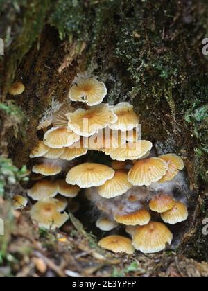 Xeromphalina campanella, bekannt als der Kiefernschwanz, Goldtrompete oder die Glocke omphalina, wilder Pilz aus Finnland Stockfoto