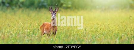 Rehe starren im Sommer aus dem weiten Winkel auf das Feld Stockfoto