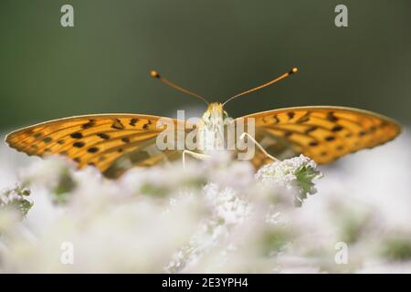 Argynnis paphia, versilberter Fritillär Stockfoto