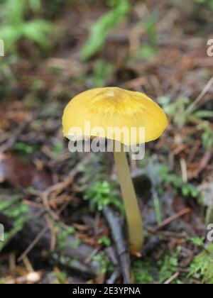 Pluteus leoninus, bekannt als der Löwenschild, wilder Pilz aus Finnland Stockfoto