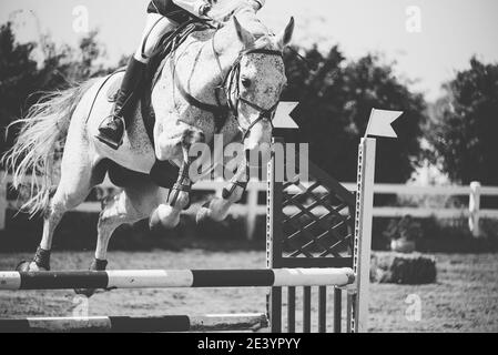 Weißes Pferd springen in einem Wettbewerb Stockfoto