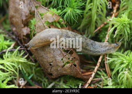 Arion fuscus, bekannt als Dusky Arion, ist eine Art von kleinen Luft-atmenden Landschnecke in der Familie Arionidae, die Rundrückenschnecken Stockfoto