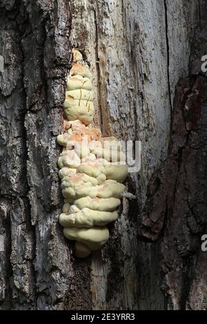Laetiporus sulfureus, bekannt als Waldhuhn, wilder Polypore aus Finnland Stockfoto