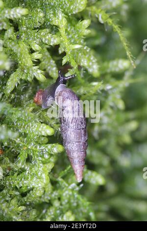 Clausilia bidentata, die zweizahnige Türschnecke Stockfoto