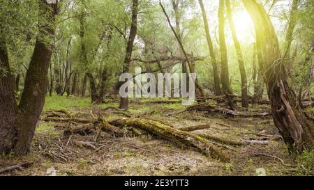 Unberührte frische Waldnatur im Sommer Sonnenlicht Stockfoto