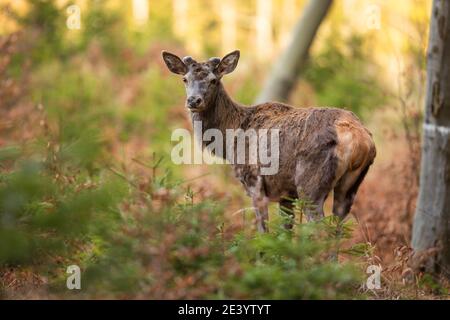 Rotwild beobachten im Wald im Frühling Natur Stockfoto